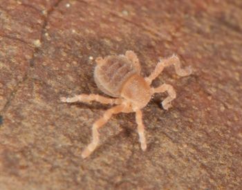 Media type: image;   Invertebrate Zoology 136532